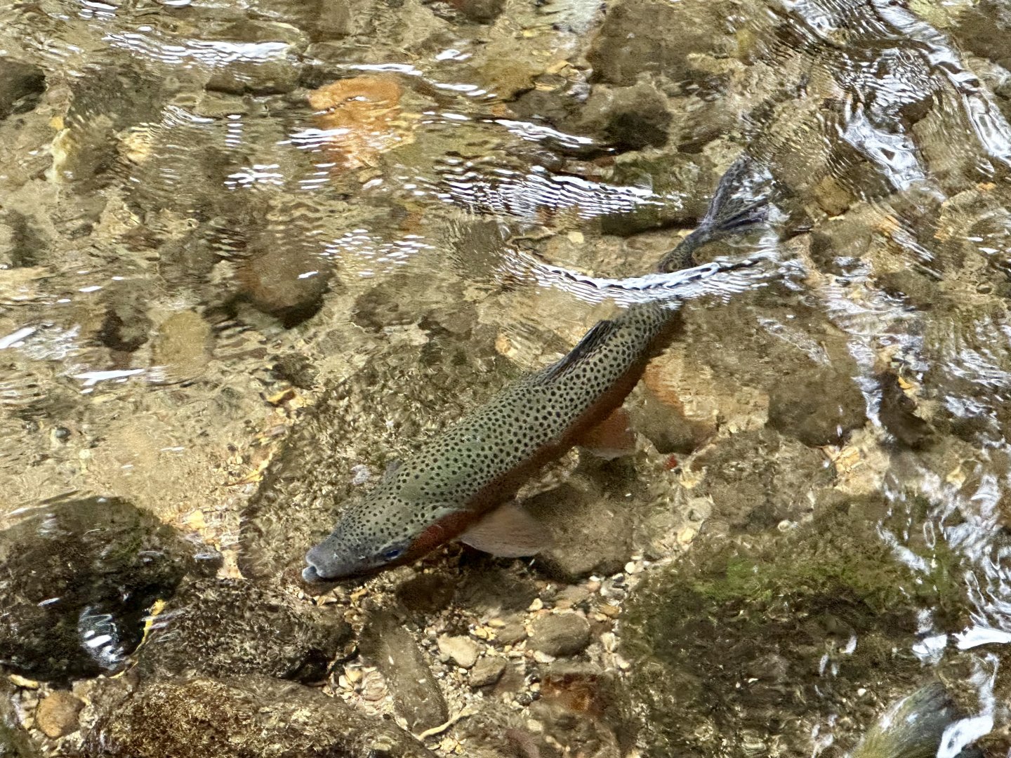 Wild Rainbow Trout (Oncorhynchus mykiss)
