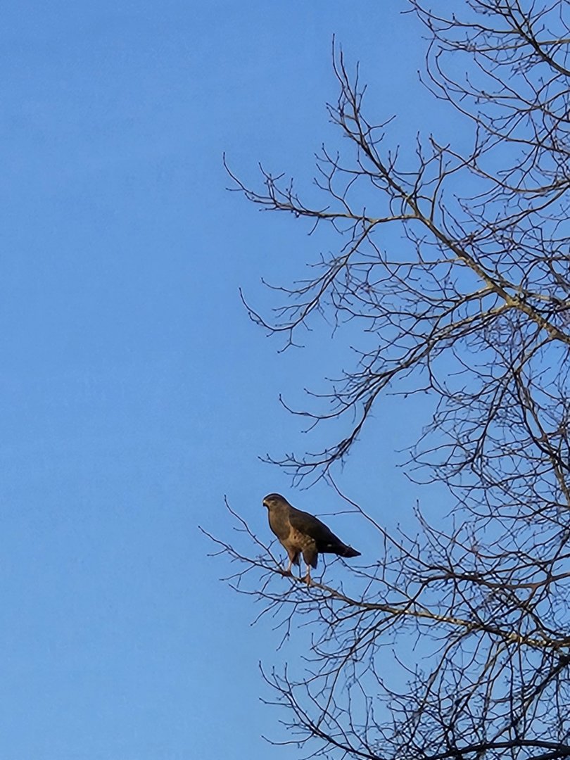 wild raptor ID please