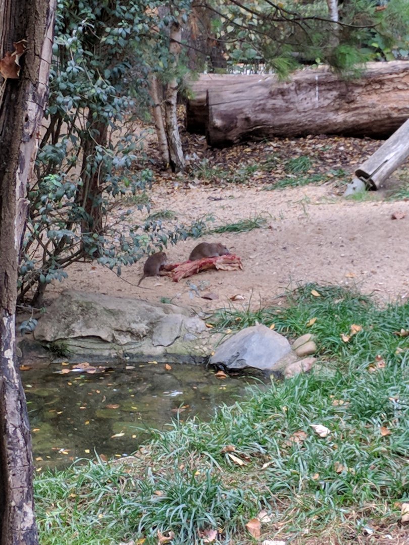 Wild Rats in Bird of Prey Aviary