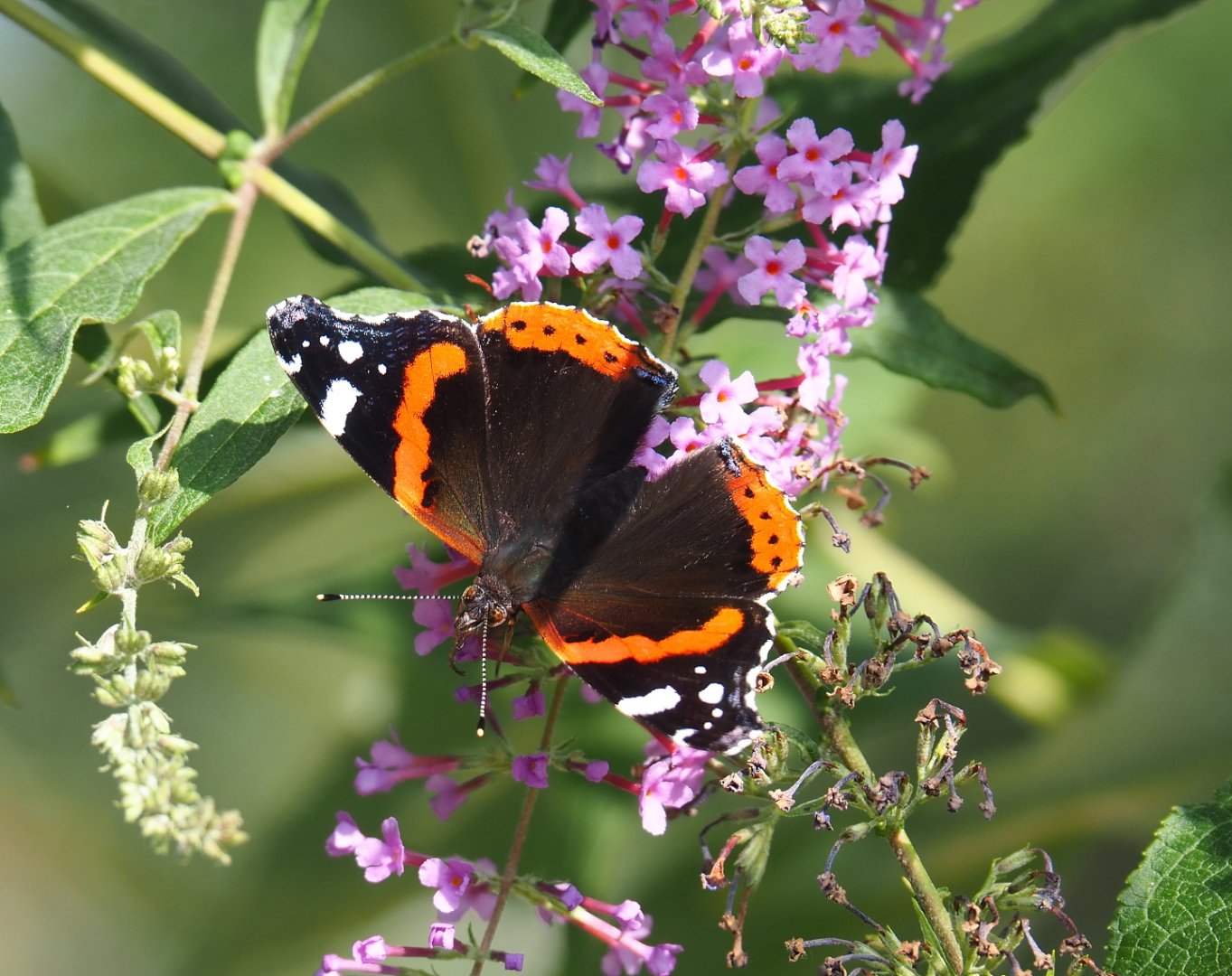 Wild Red admiral (Vanessa atalanta), 2021-09-02
