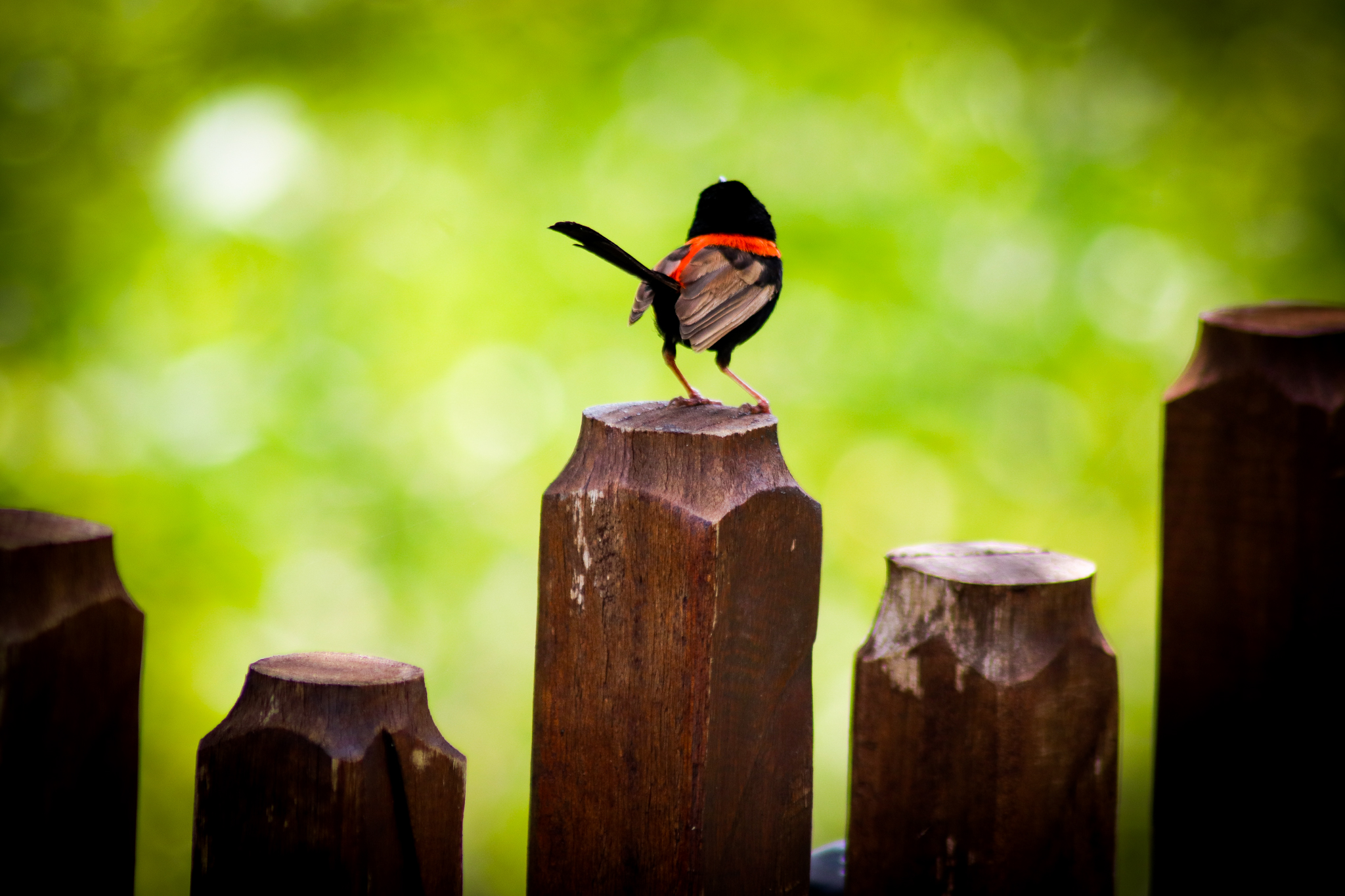 Wild Red-backed Fairy Wren (Malurus melanocephalus)