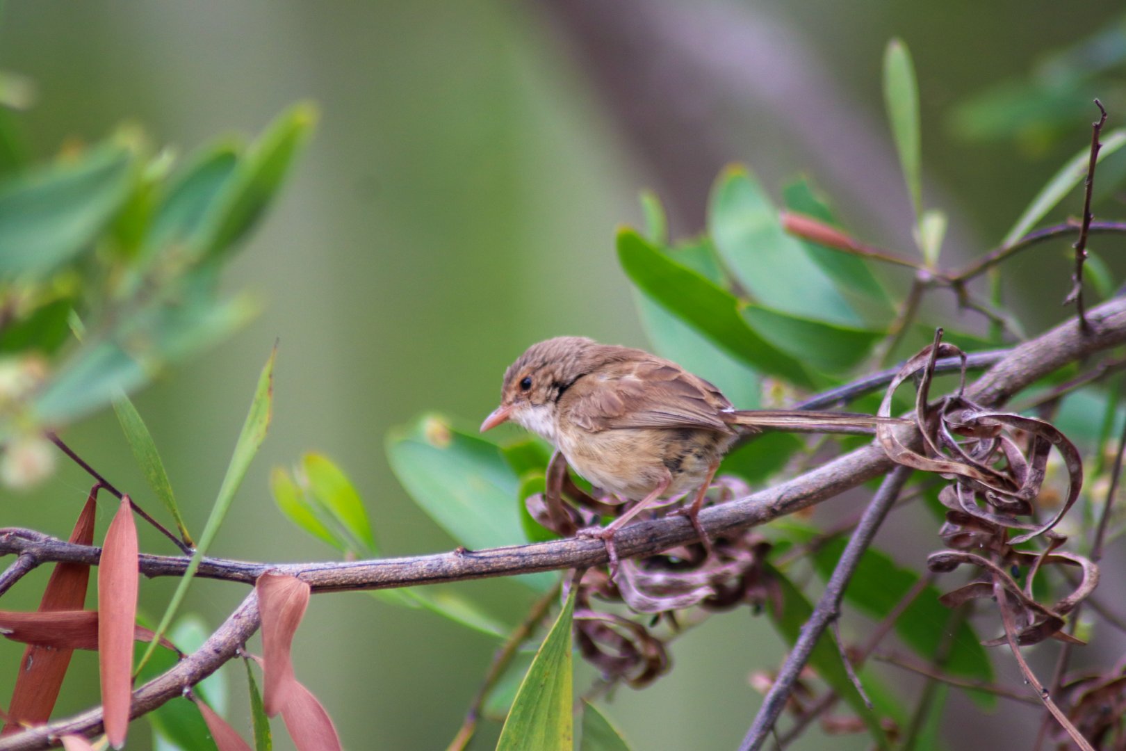 Wild Red-backed Fairy Wren (Malurus melanocephalus)