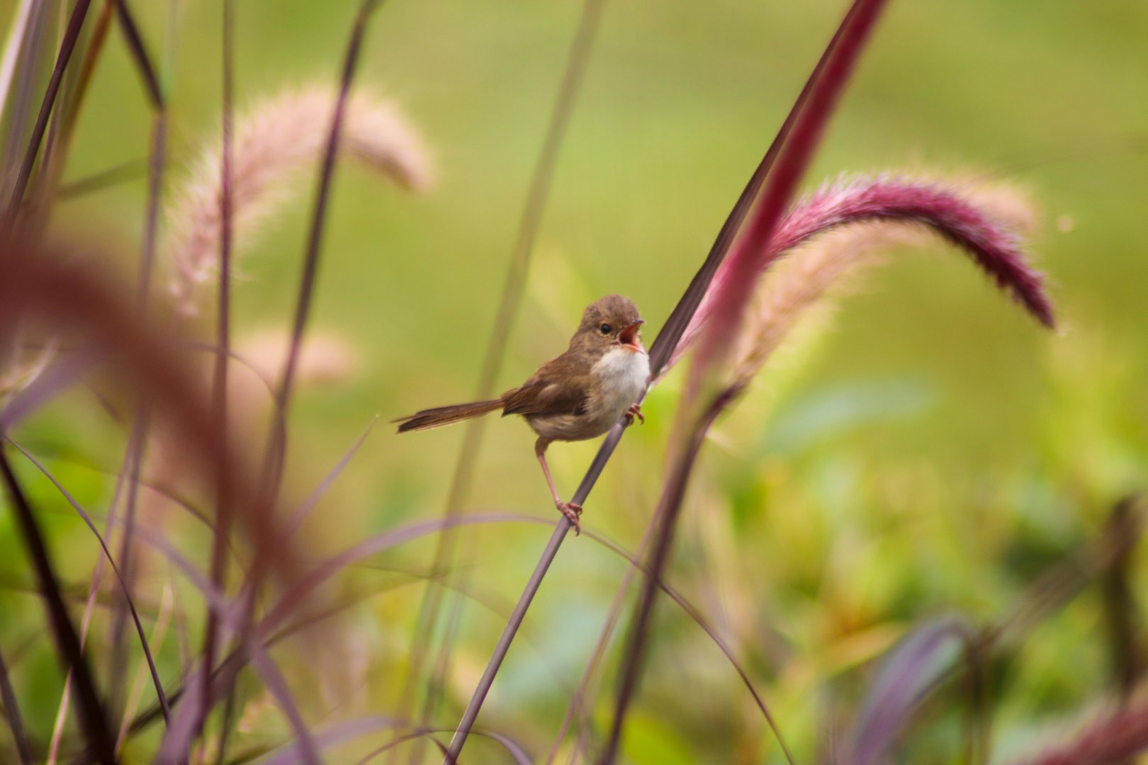 Wild Red-backed Fairy Wren (Malurus melanocephalus)