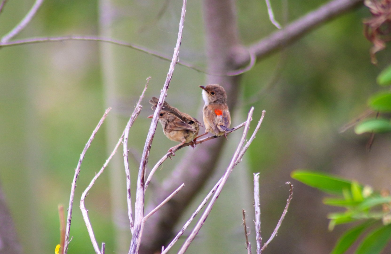 Wild Red-backed Fairy Wrens (Malurus melanocephalus)