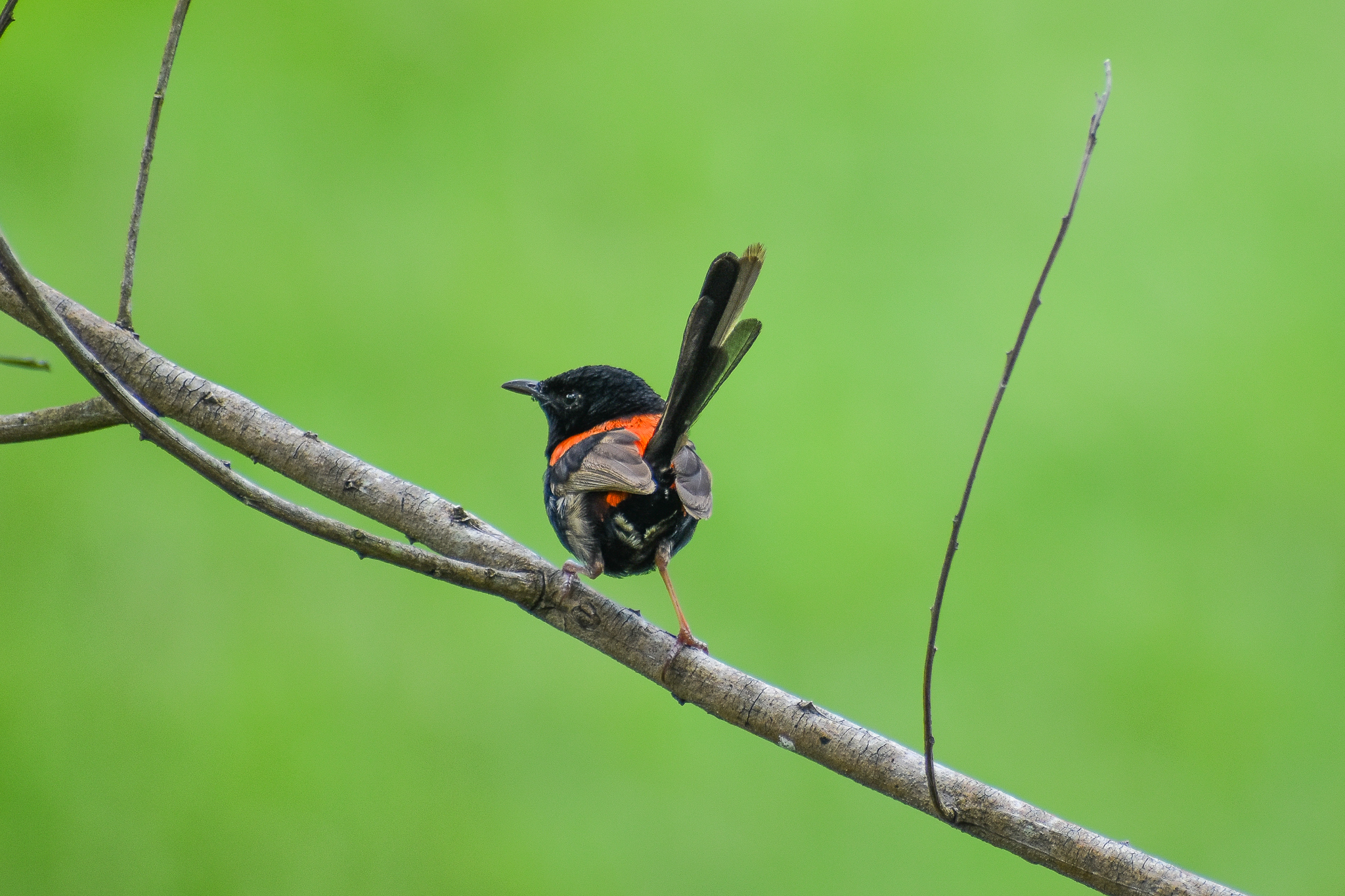 wild - Red-backed Fairywren (Malurus melanocephalus)