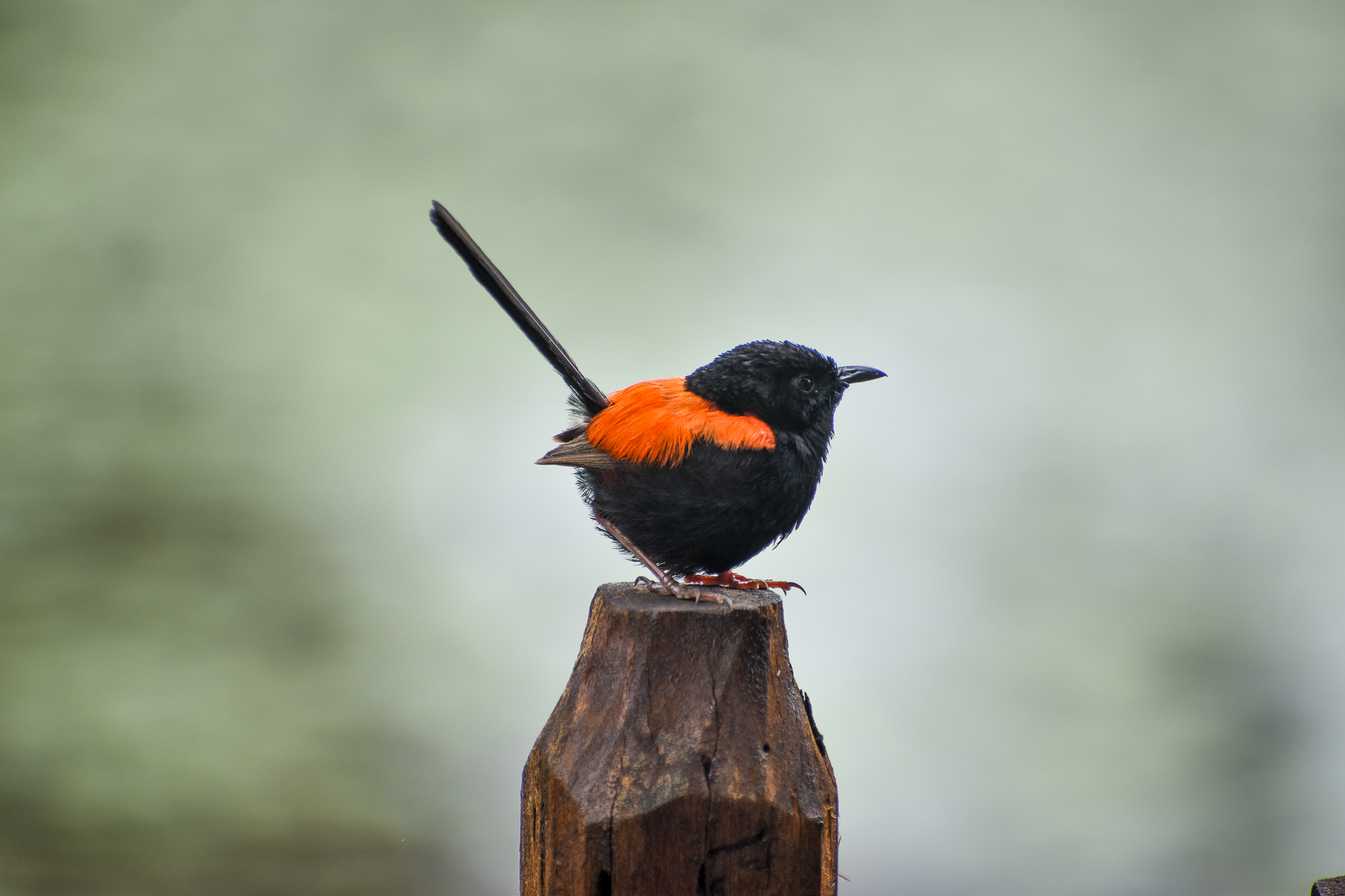 wild - Red-backed Fairywren