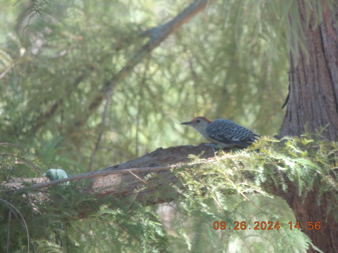(wild) red bellied Woodpecker