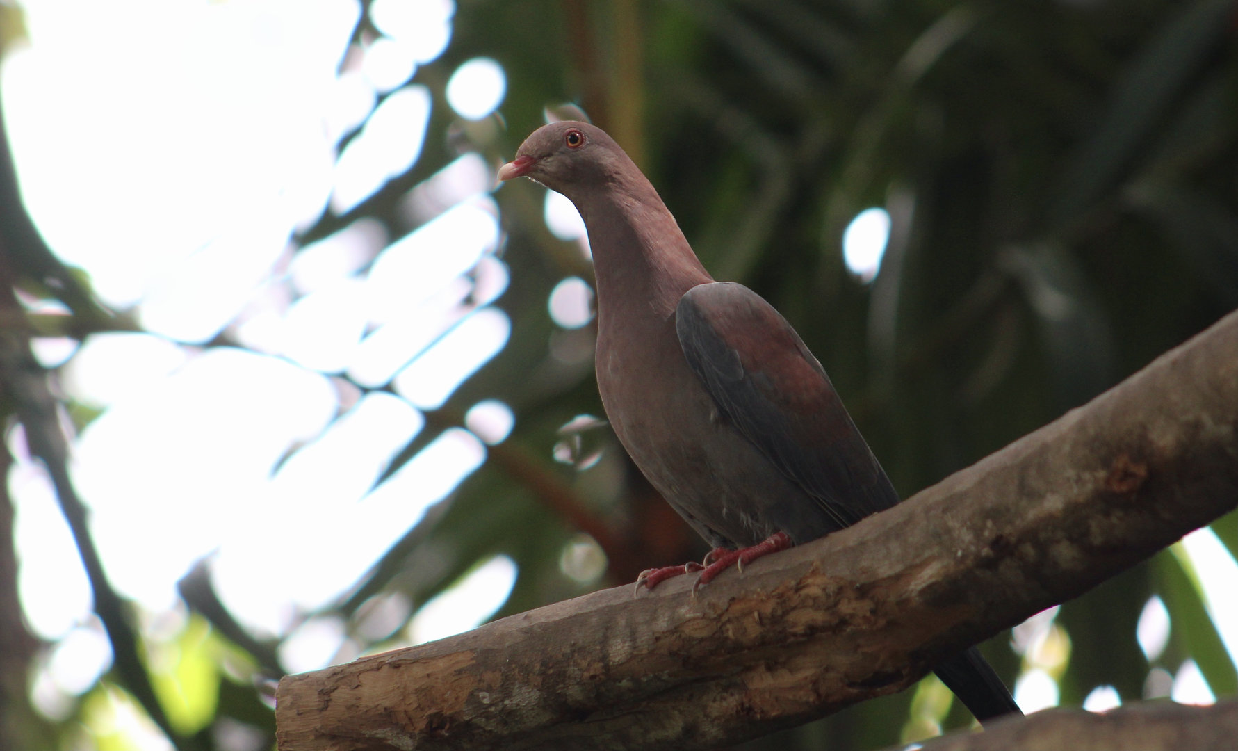 Wild Red-Billed Pigeon (Patagioenas flavirostris)