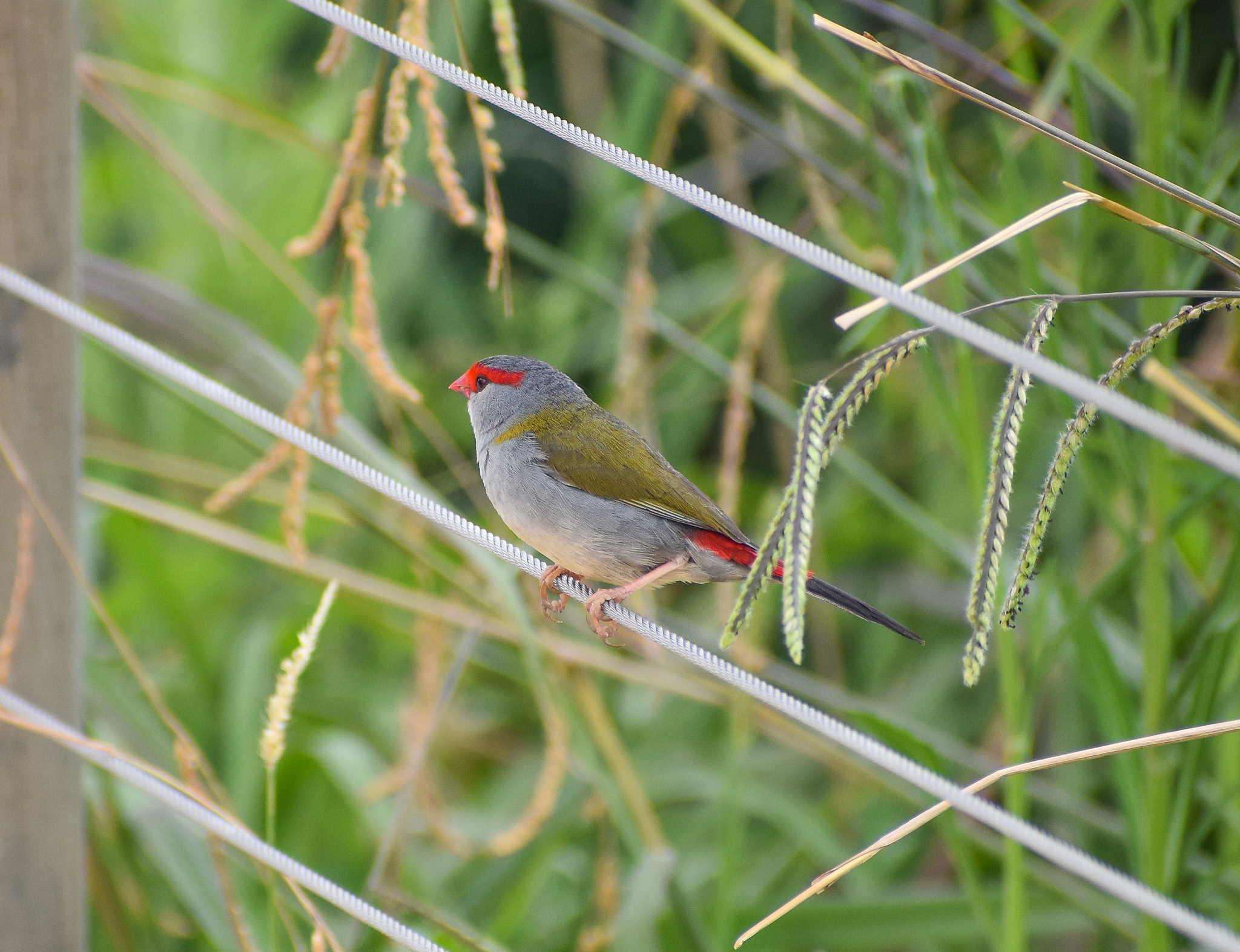wild - Red-browed Finch