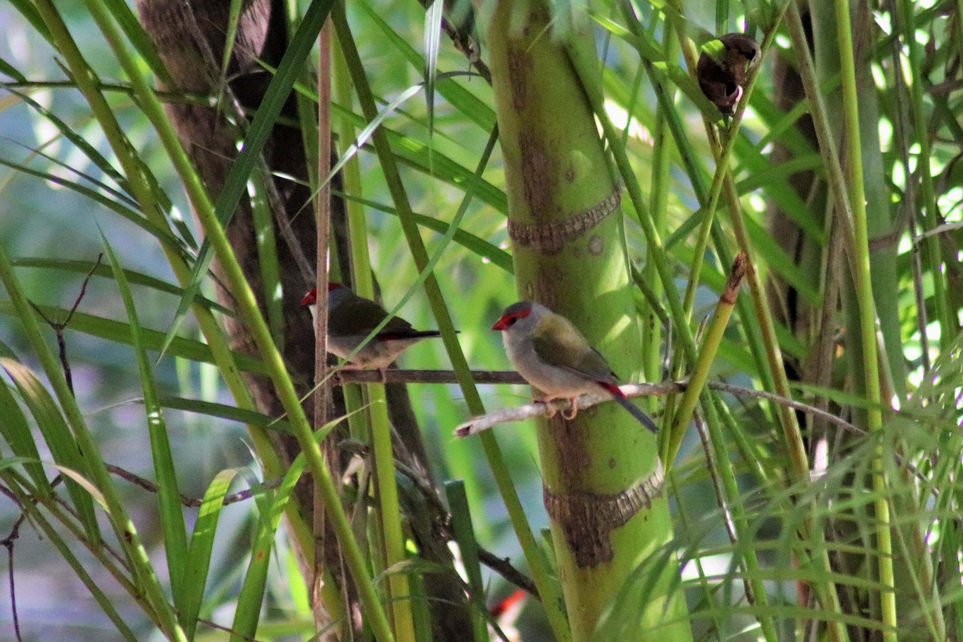 Wild Red-browed Finches (Neochmia temporalis)