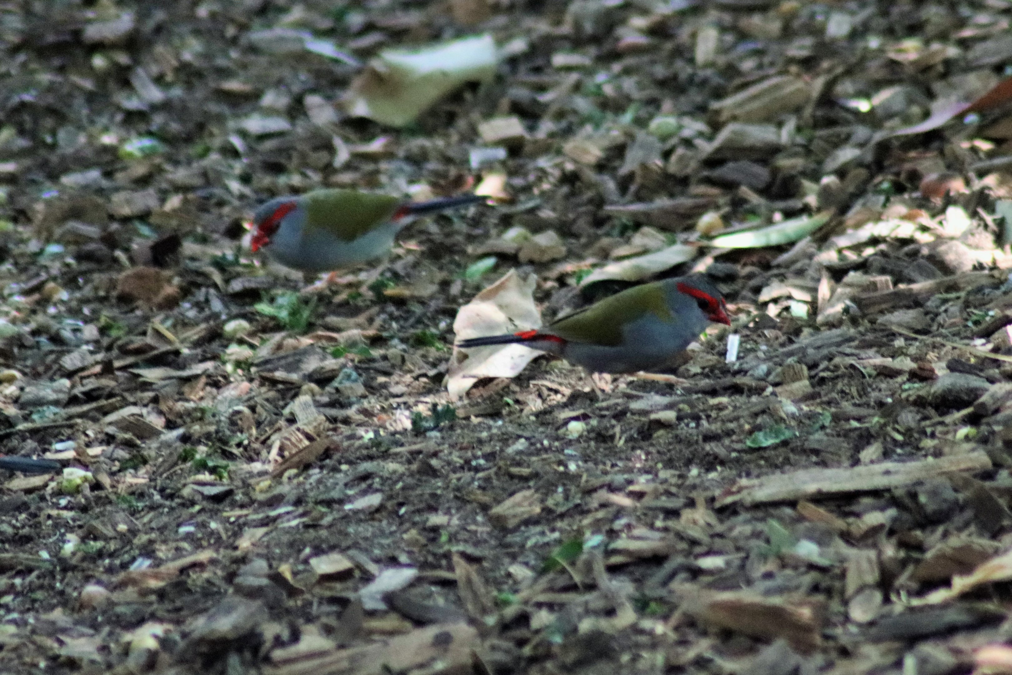 Wild Red-browed Finches (Neochmia temporalis)