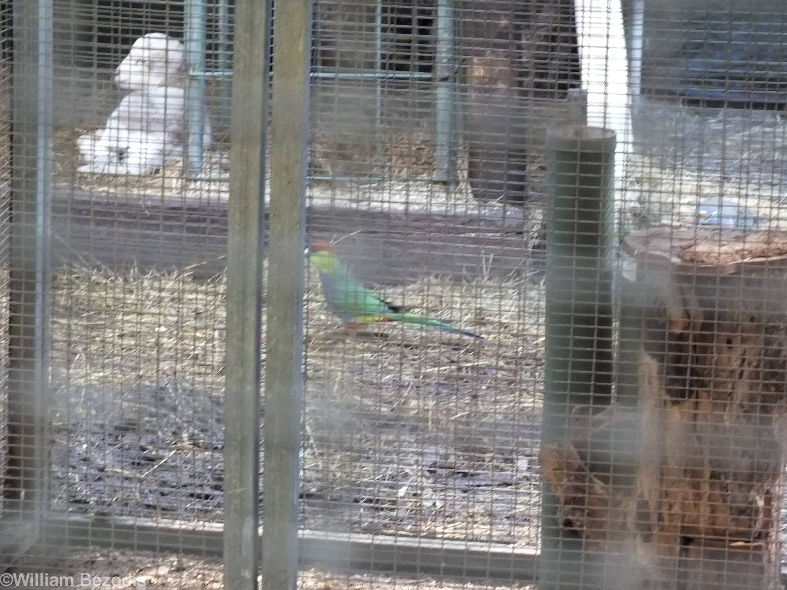 Wild Red-capped Parrot Through the Parrot Aviaries