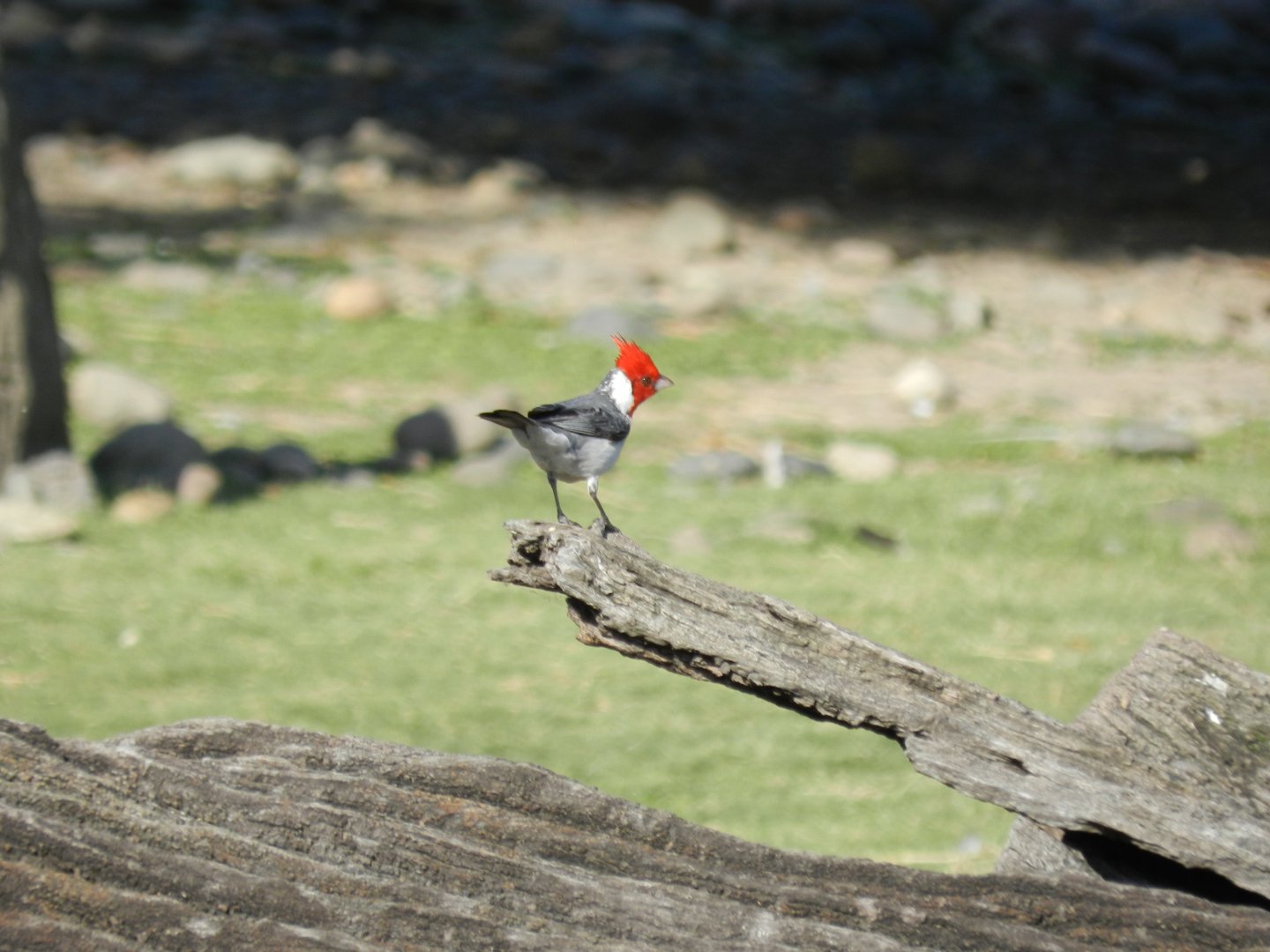 Wild red-crested cardinal, Patagonia - Temaiken