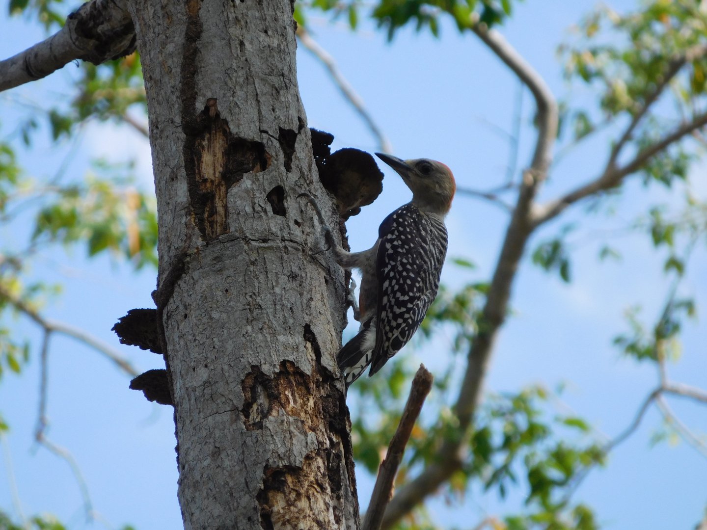 Wild red-crowned woodpecker