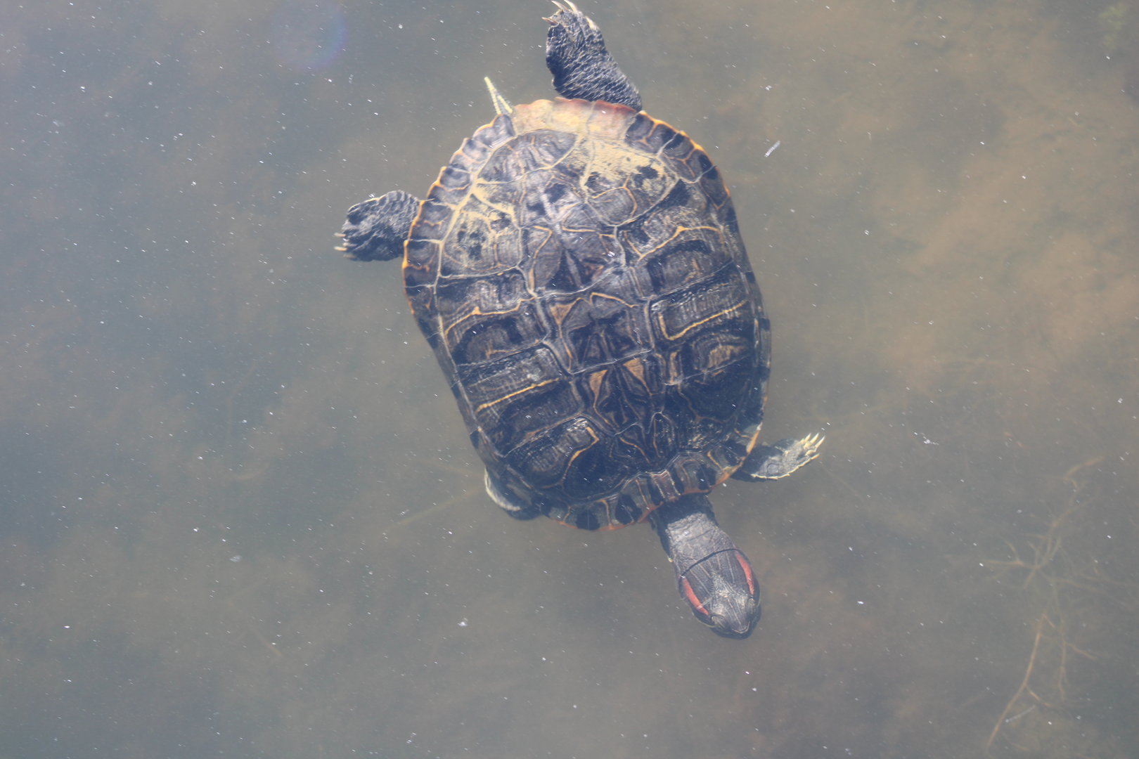 Wild Red-Eared Slider (T. scripta elegans)
