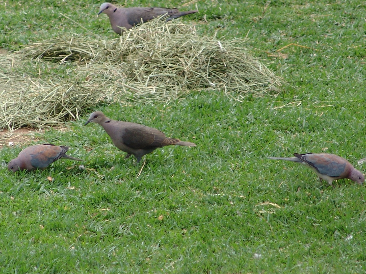Wild Red-eyed Doves (Streptopelia semitorquata) and Laughing Doves (Stigmat