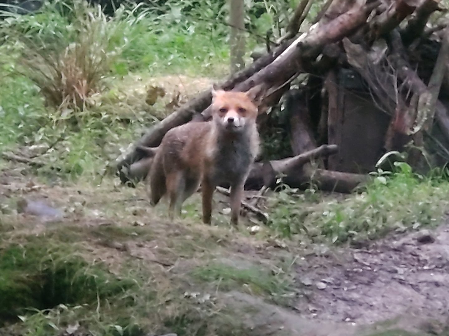 Wild Red Fox in the Badger exhibit