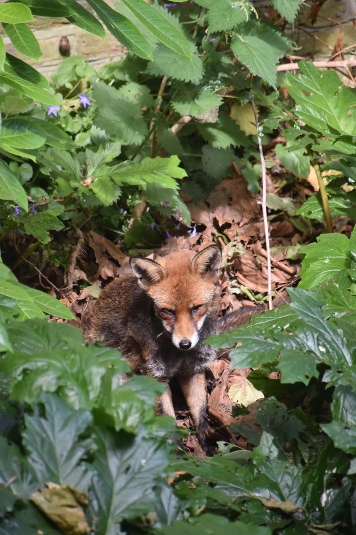 Wild red fox, London