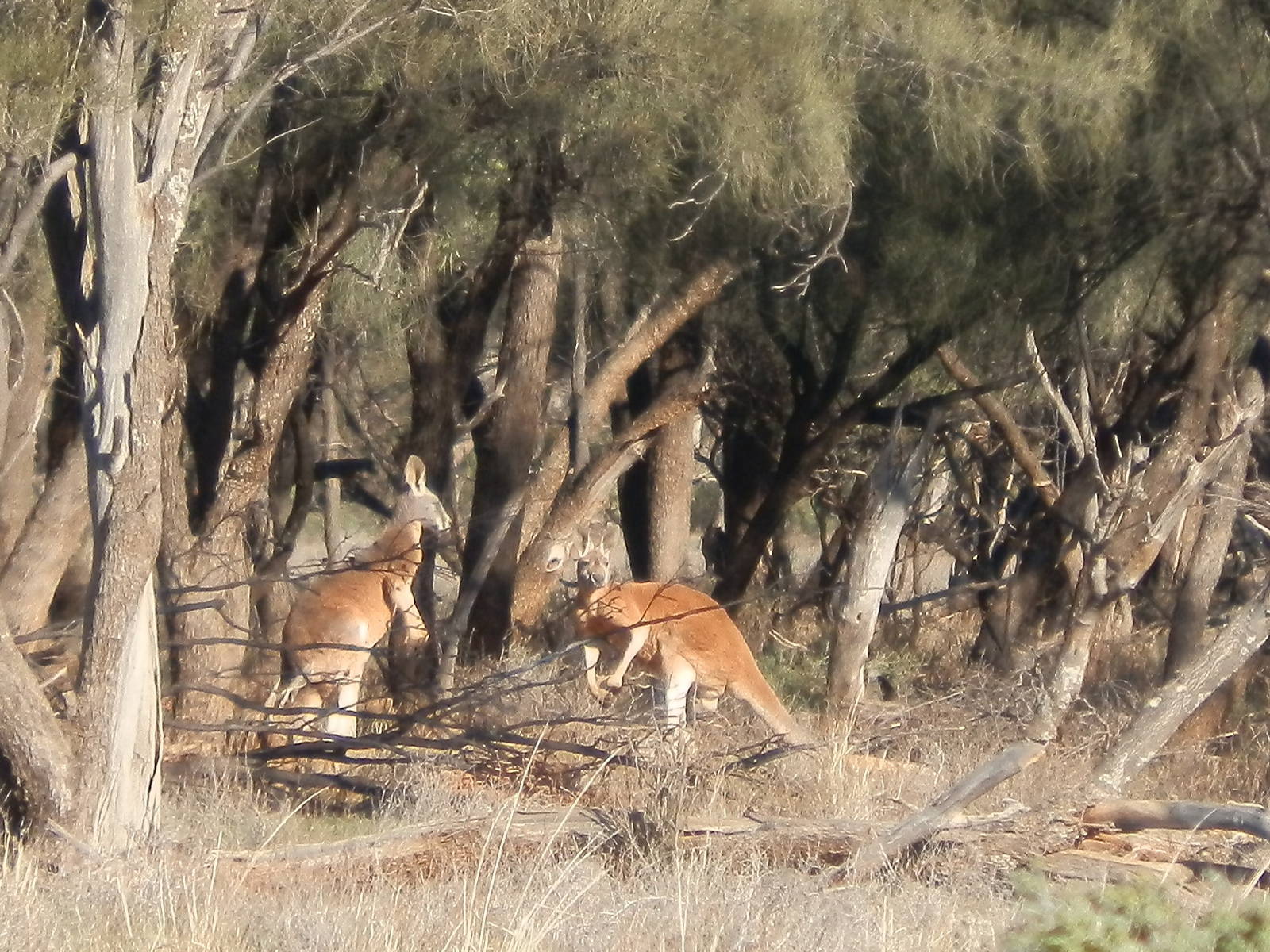 Wild Red Kangaroos