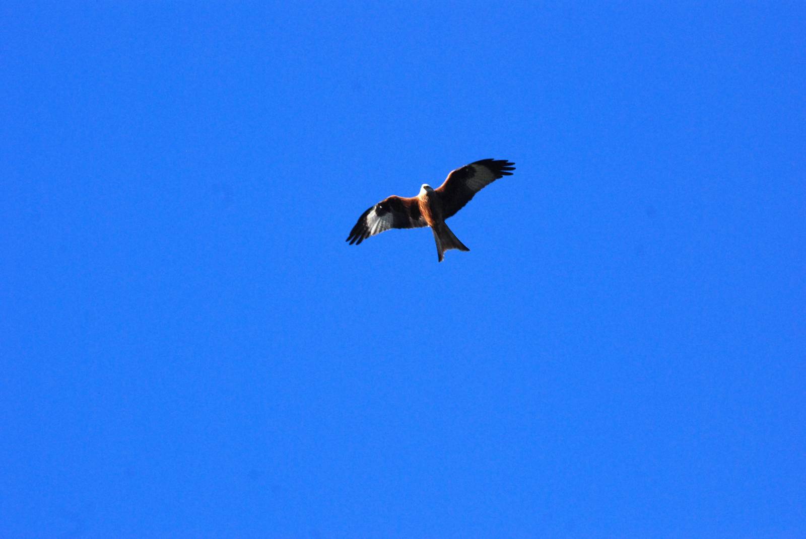 Wild Red Kite at Whipsnade, 07/12/12