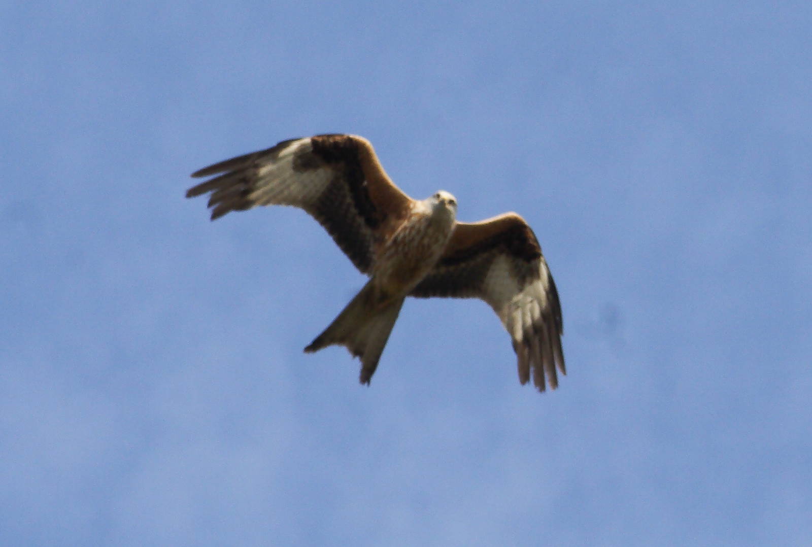 Wild red kite
