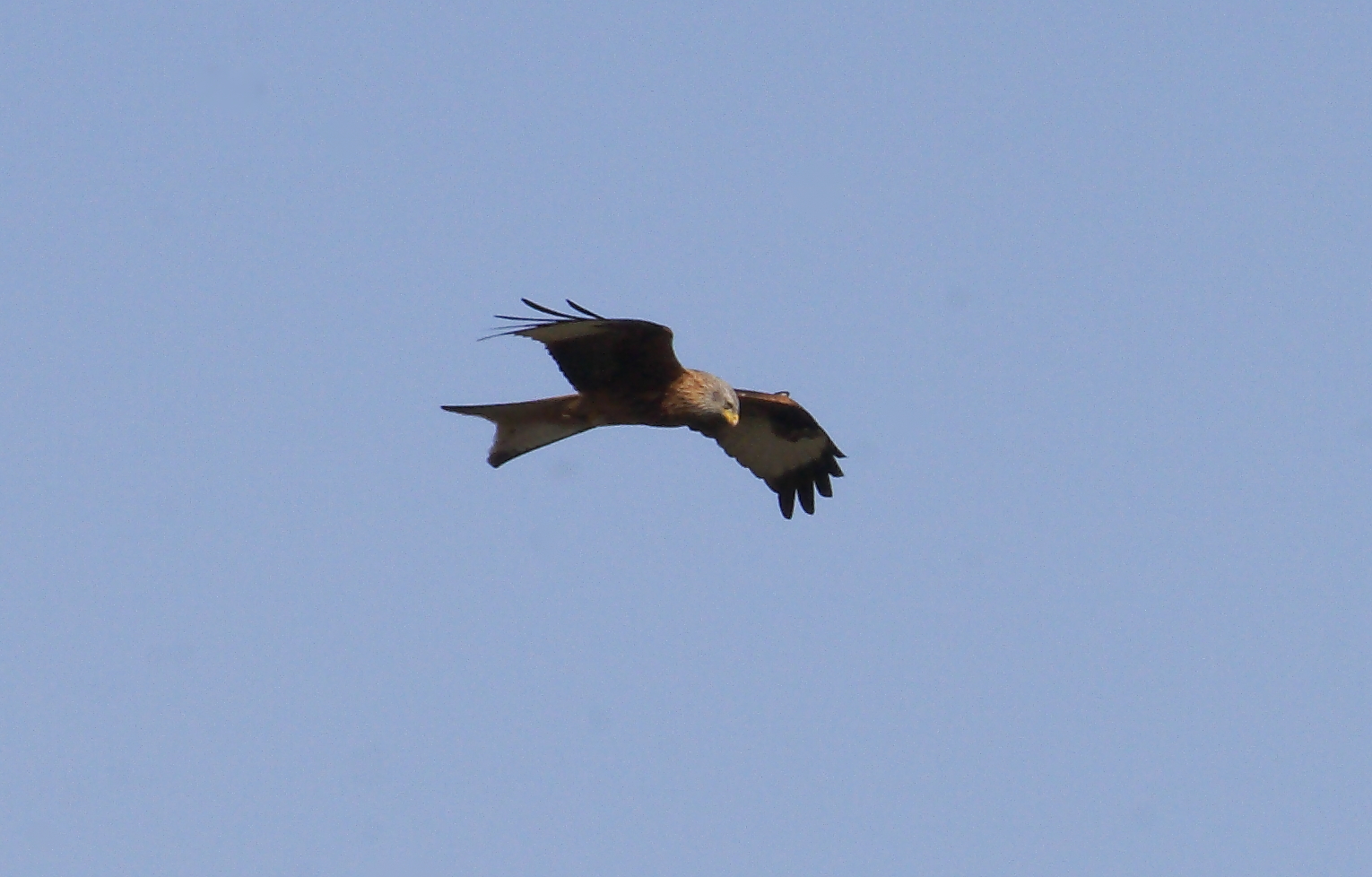 Wild red kite