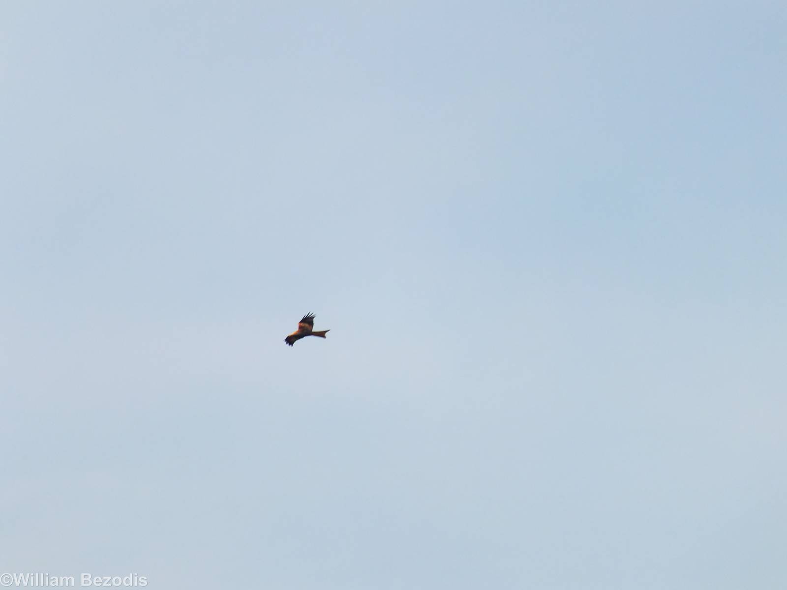 Wild Red Kite