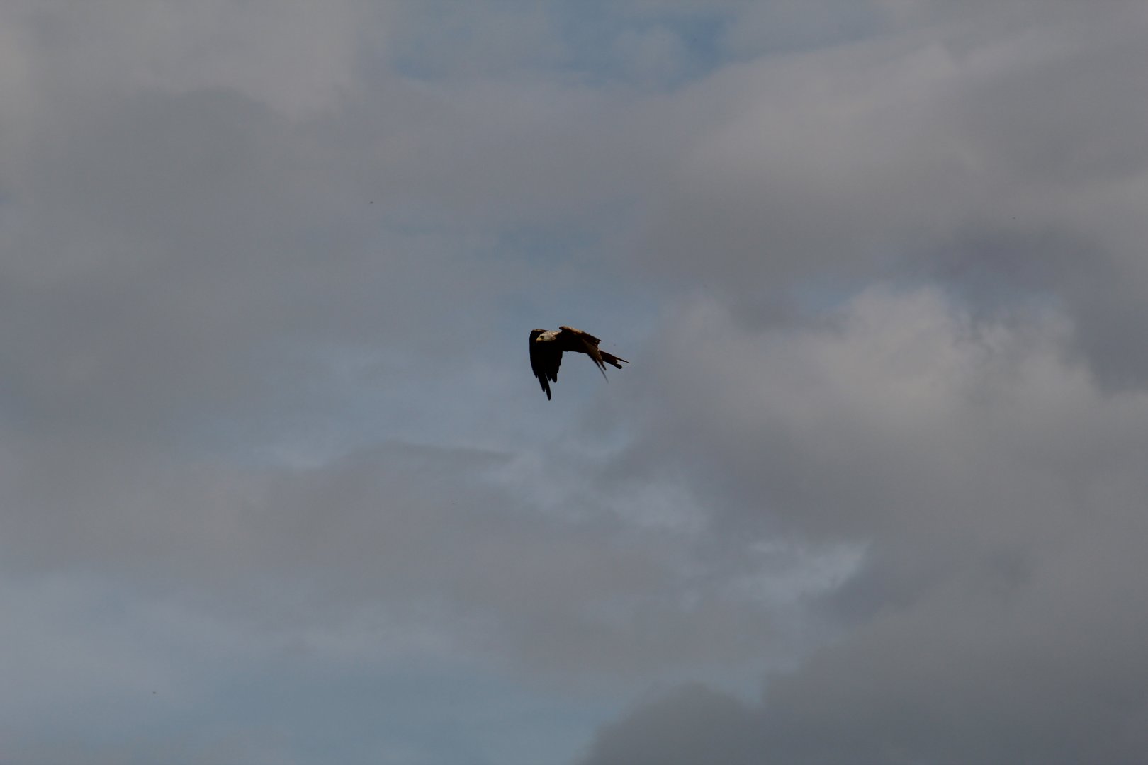 Wild Red Kite