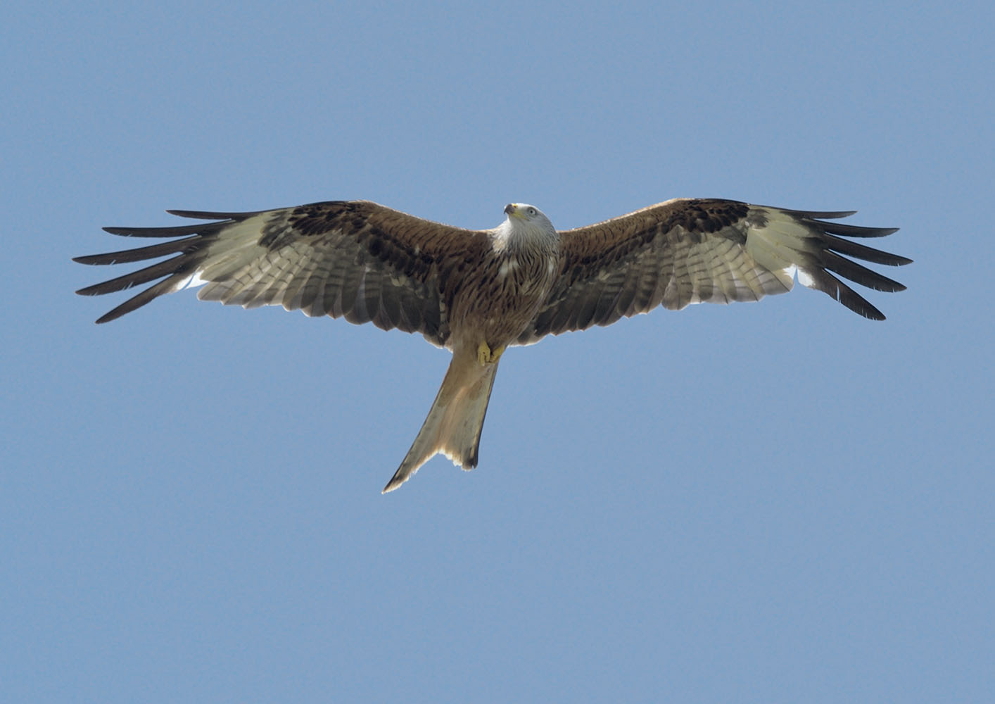 Wild red kite