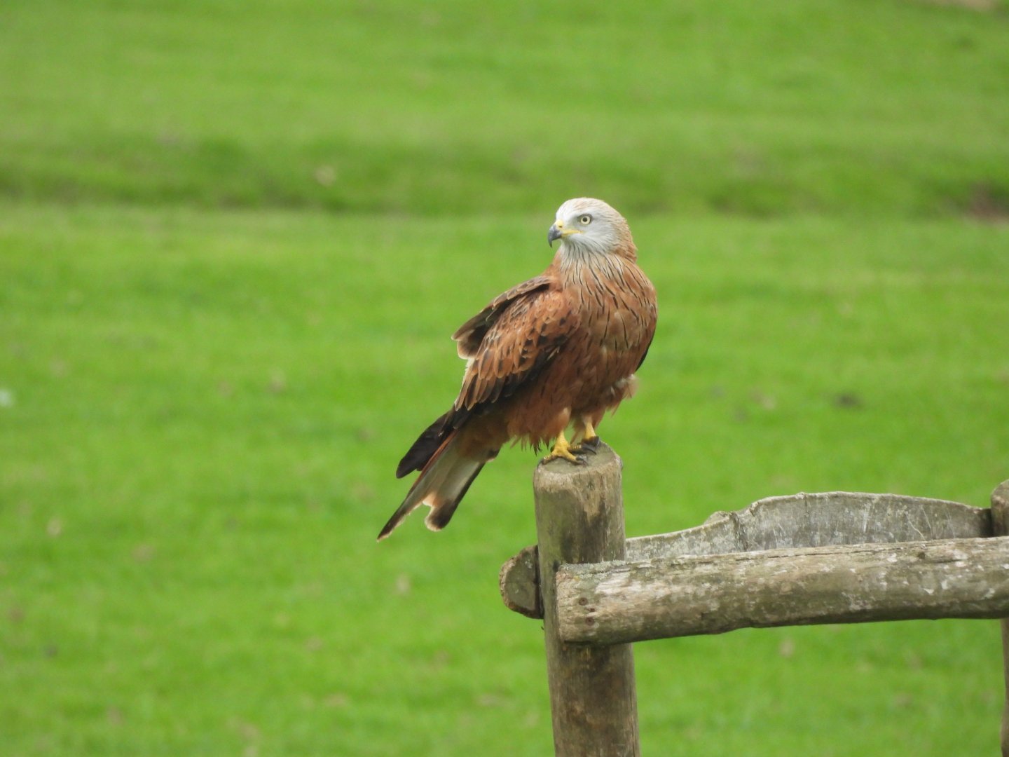 Wild Red Kite