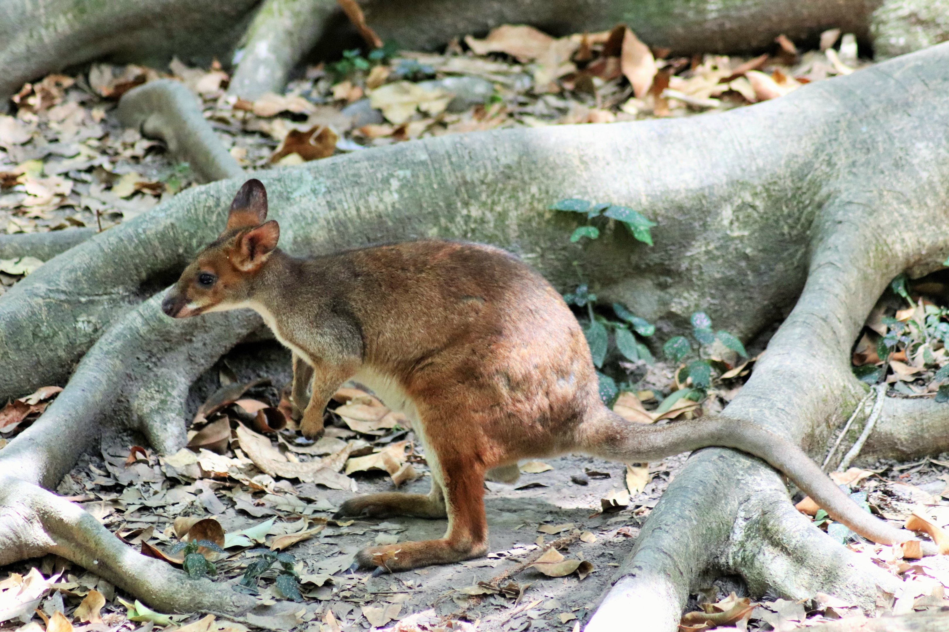 Wild Red-legged Pademelon (Thylogale stigmatica)