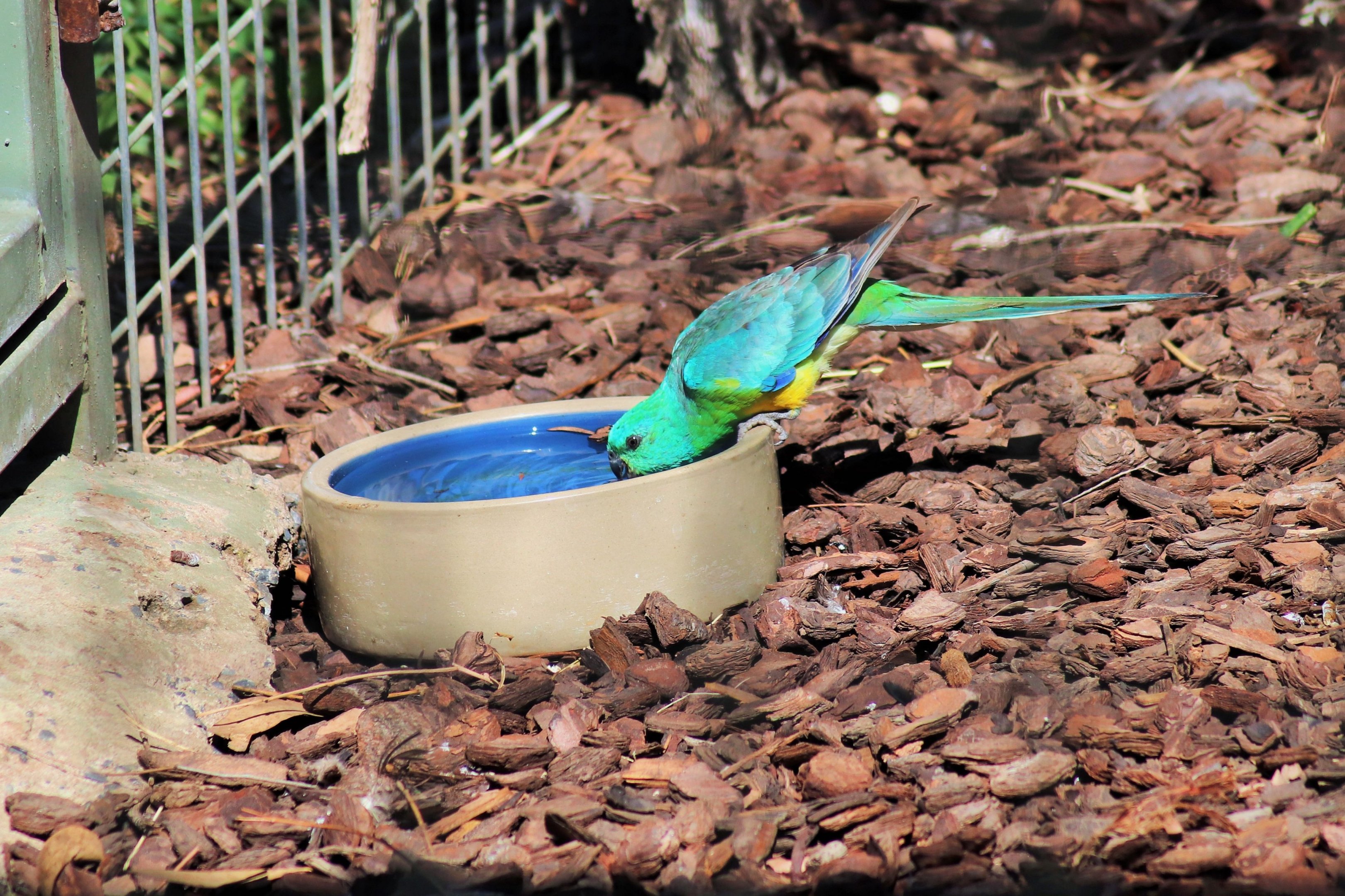 Wild Red-rumped Parrot (Psephotus haematonotus)