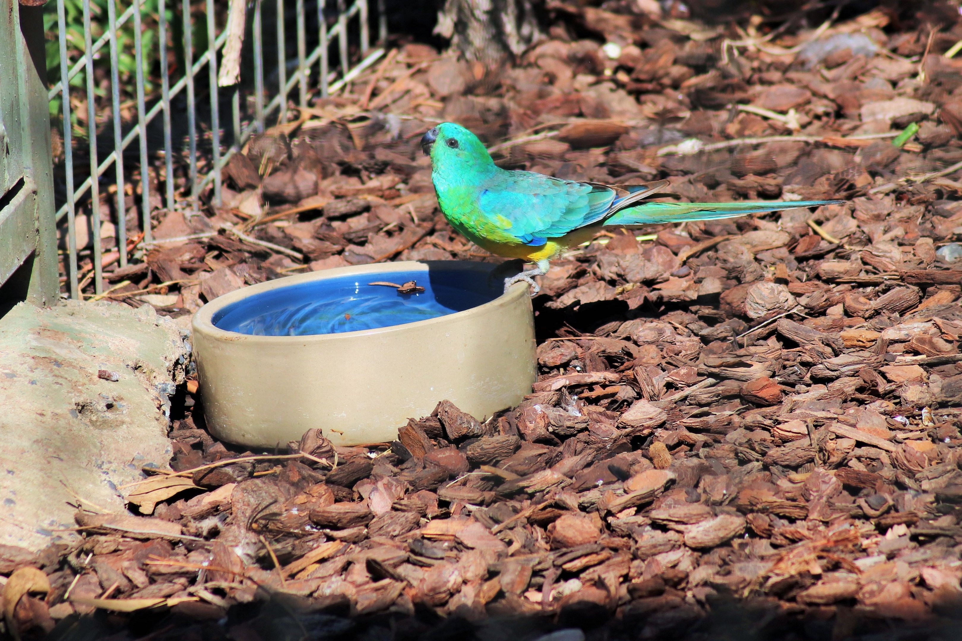 Wild Red-rumped Parrot (Psephotus haematonotus)