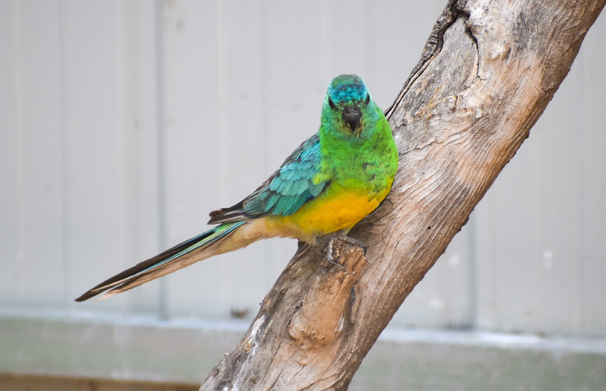 Wild - Red-rumped Parrot (Psephotus haematonotus)
