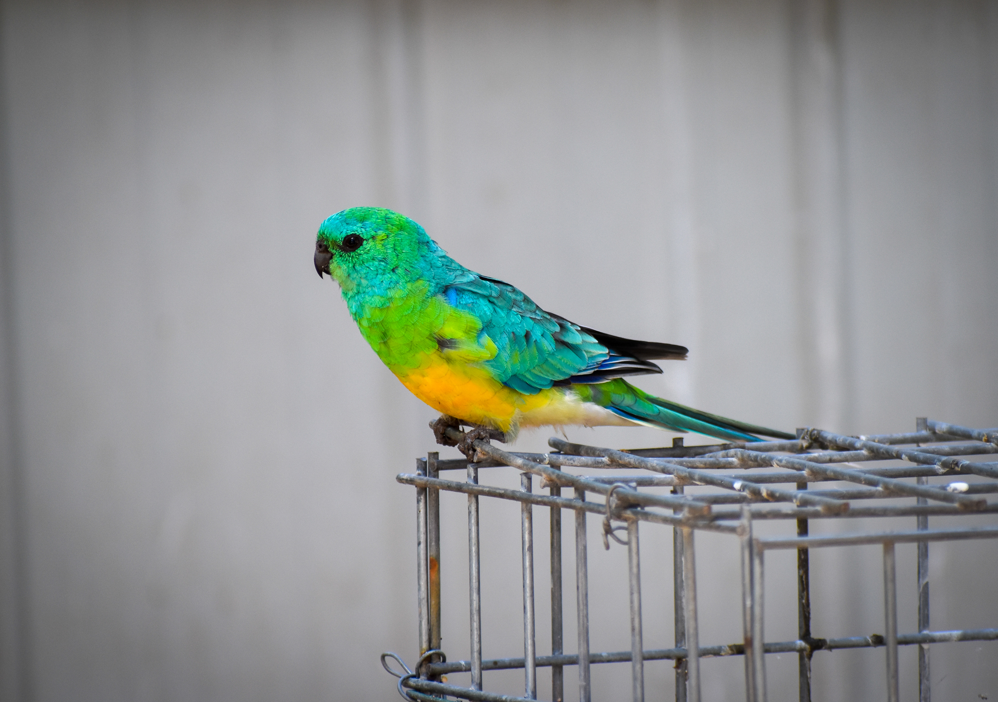 Wild - Red-rumped Parrot (Psephotus haematonotus)