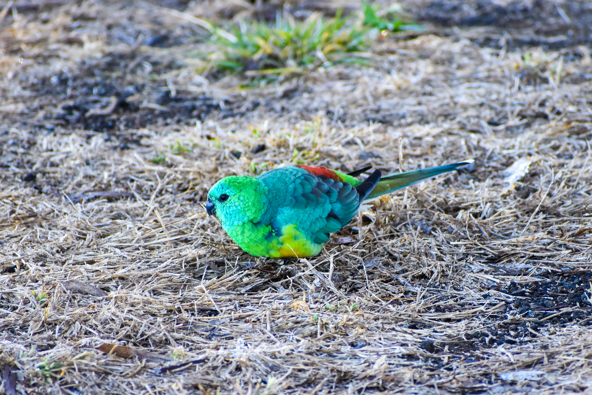 wild - Red-rumped Parrot (Psephotus haematonotus)