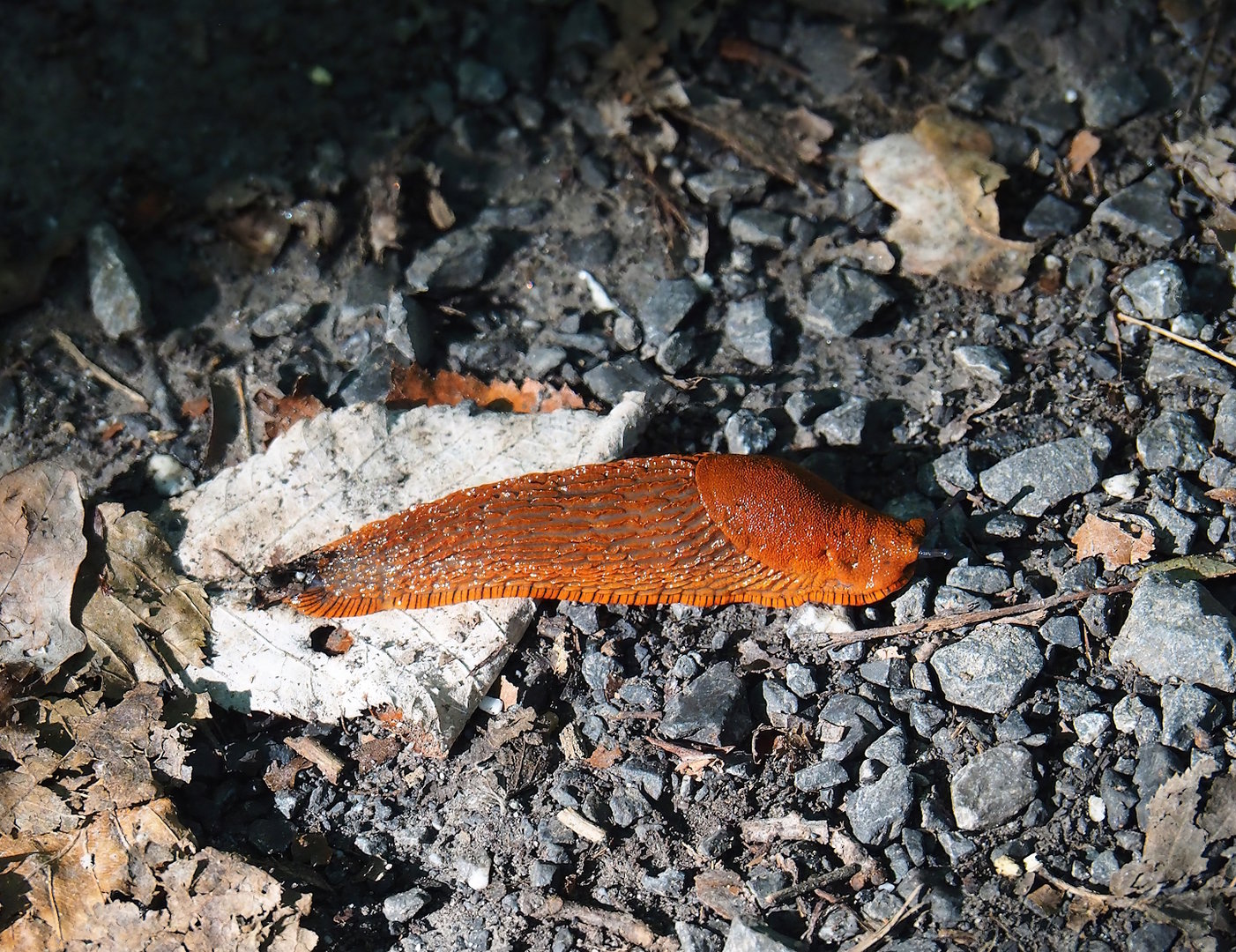Wild Red slug (Arion rufus), 2023-09-26