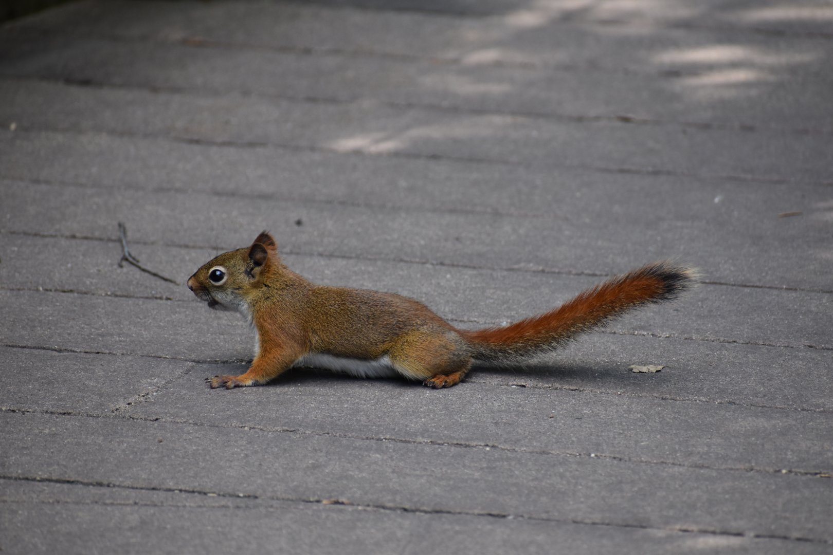 Wild Red Squirrel ~ Minnesota Zoo