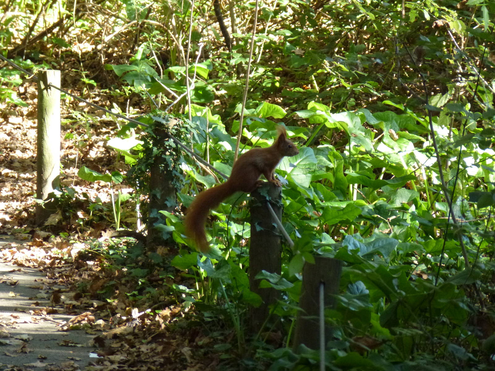 Wild red squirrel, November 2013.