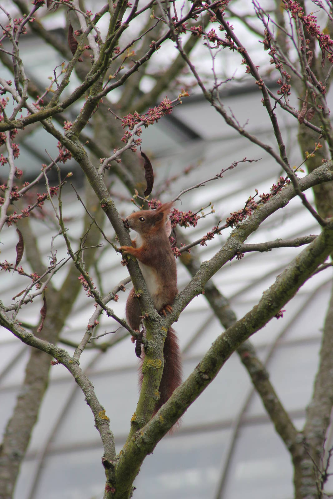 Wild red squirrel
