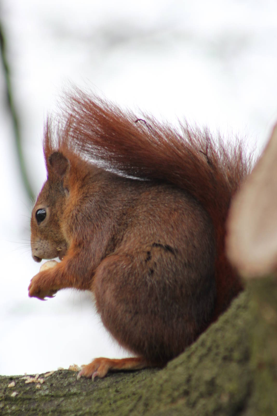 Wild red squirrel