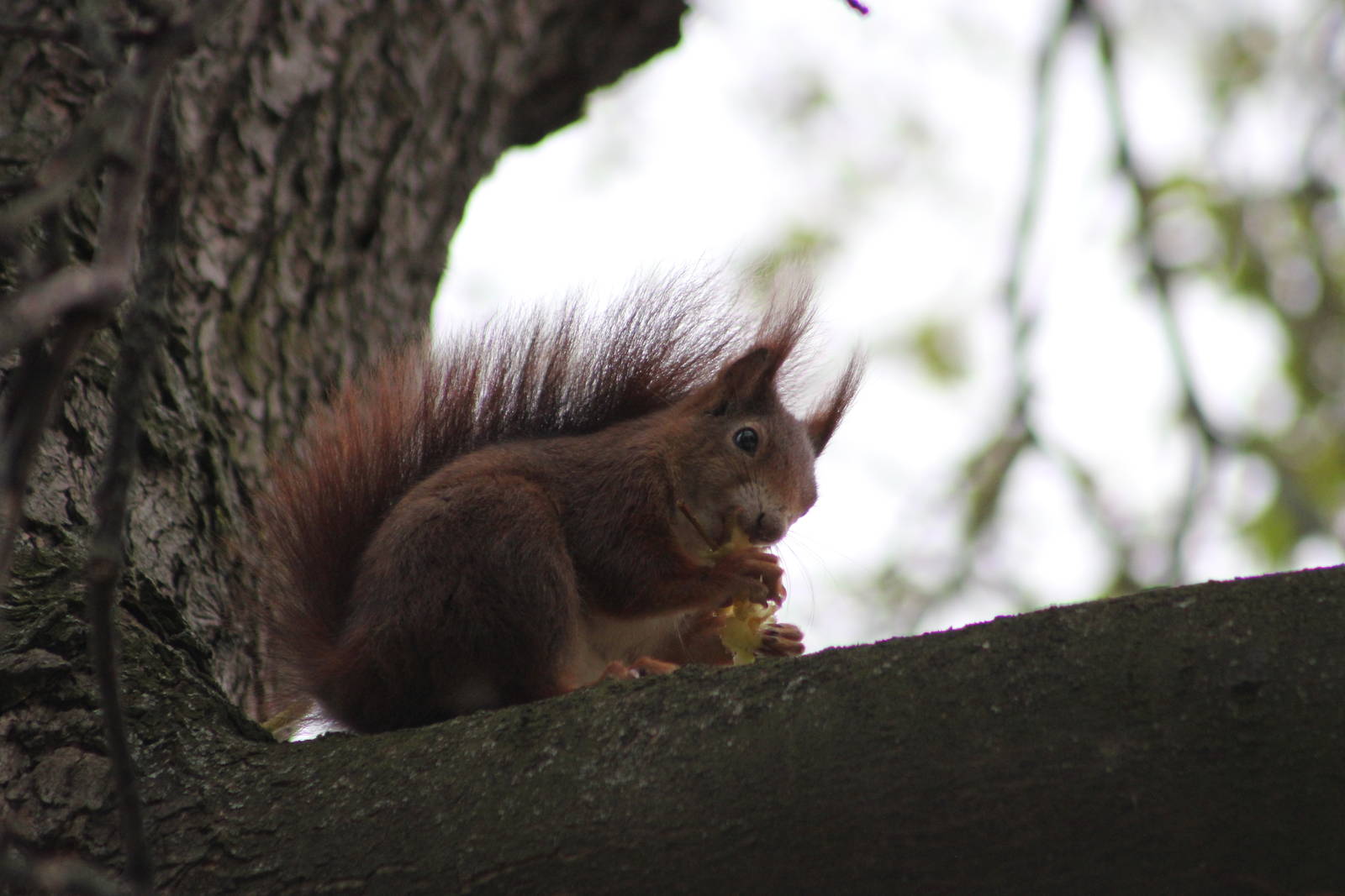 Wild red squirrel