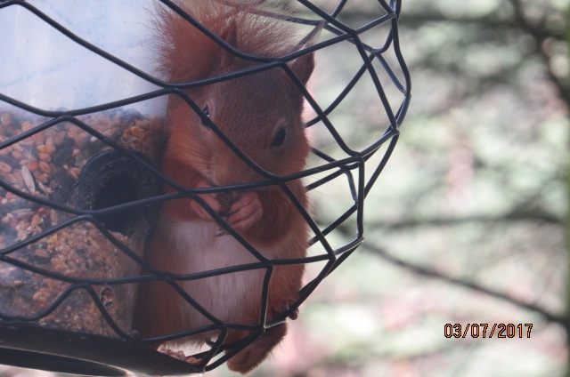 Wild Red Squirrel