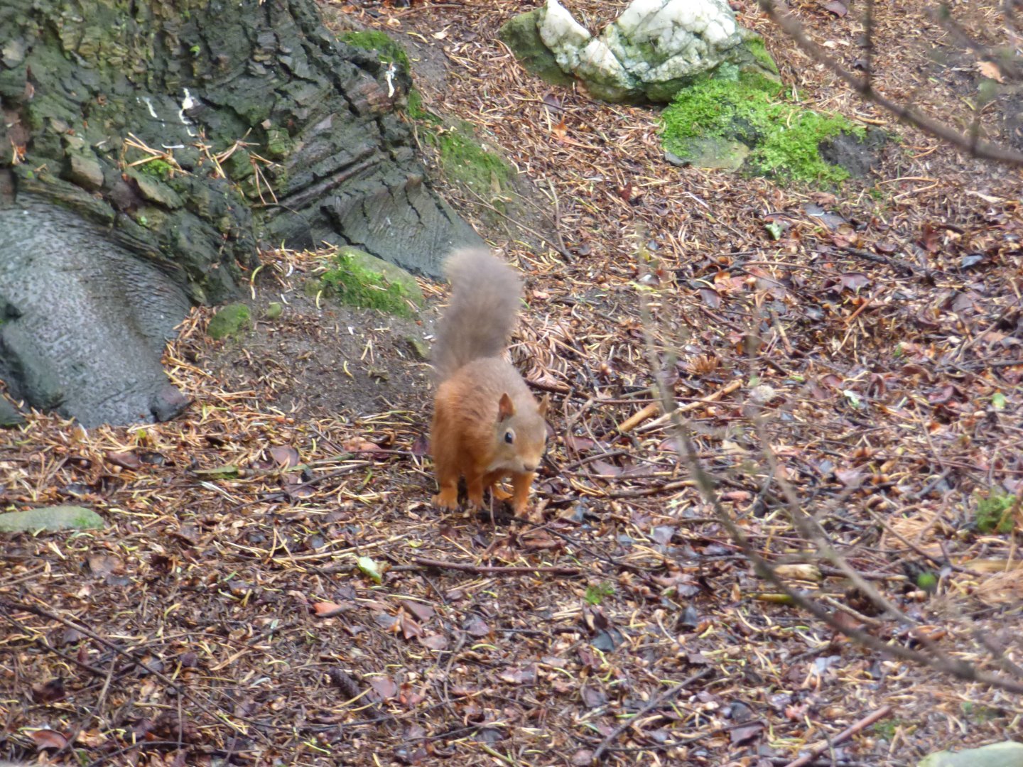 Wild Red Squirrel