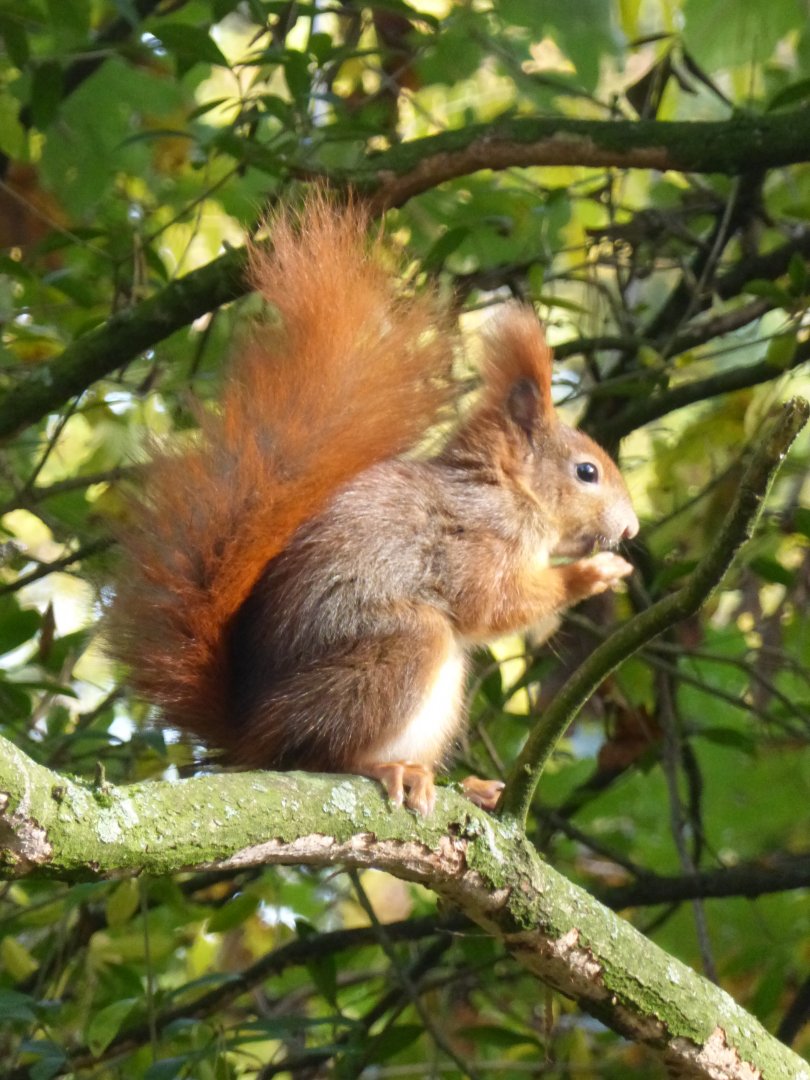 Wild red squirrel