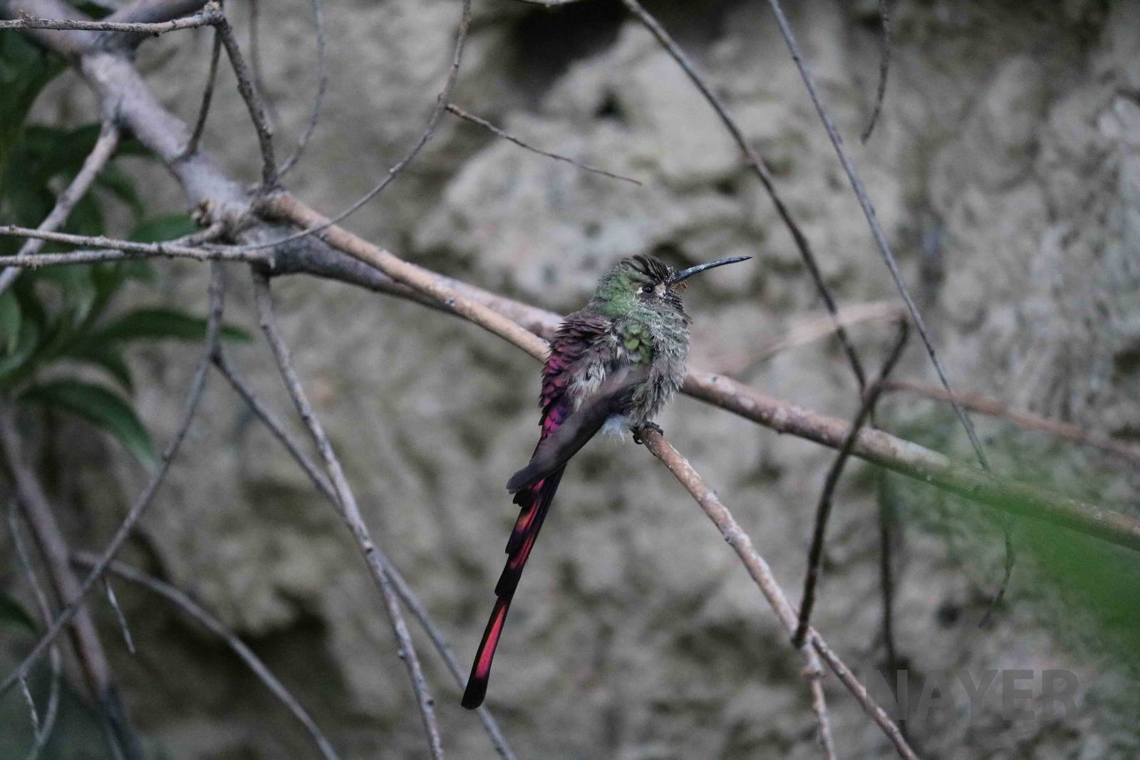 Wild red-tailed comet, March 2016