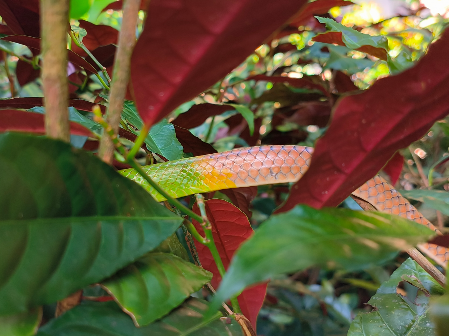 Wild Red-Tailed Racer (Gonyosoma oxycephalum)