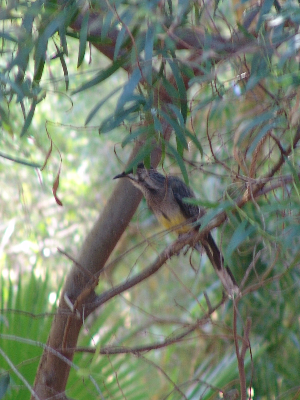 Wild Red Wattlebird (Anthochaera carunculata) at the zoo