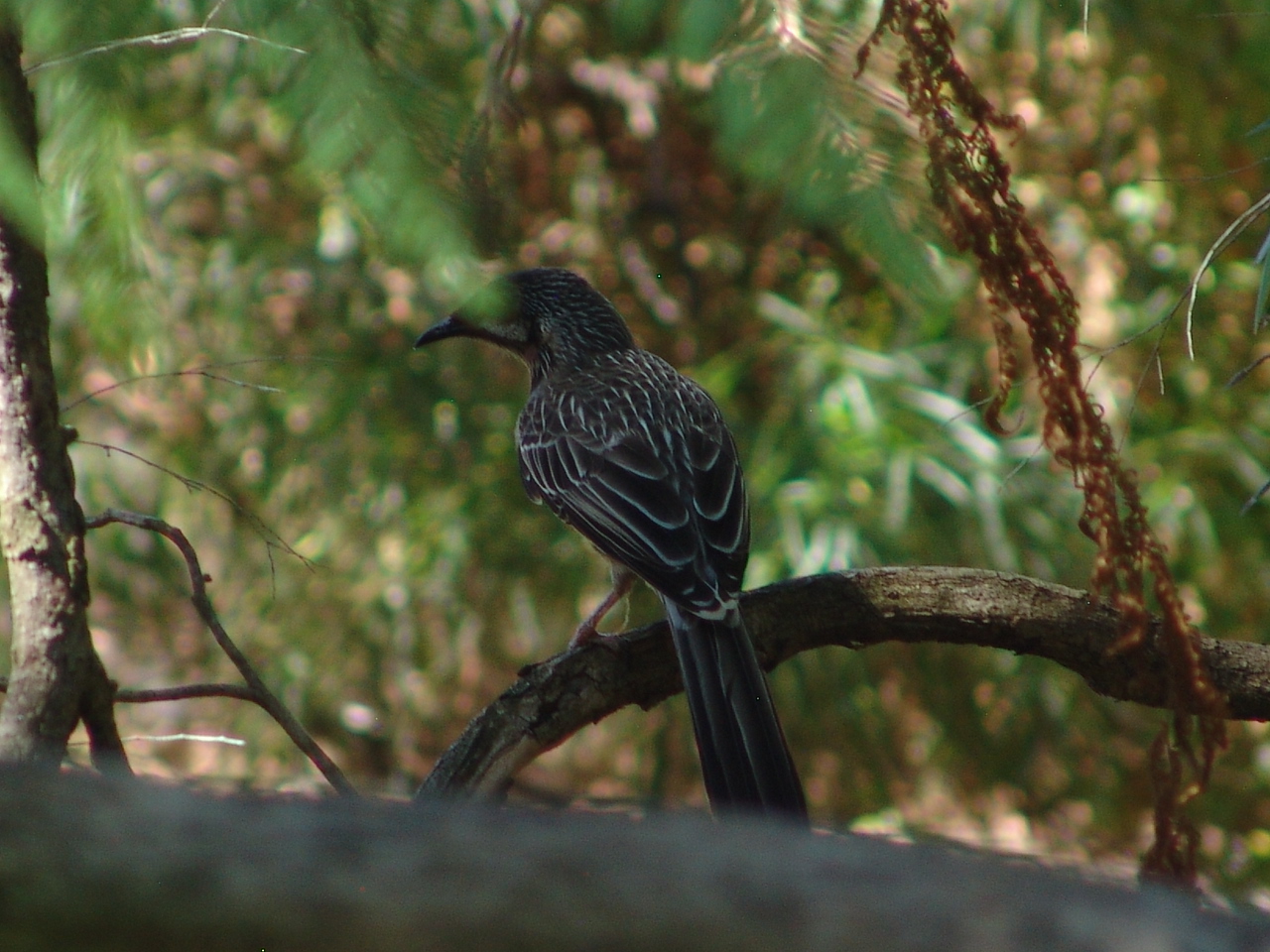 Wild Red Wattlebird (Anthochaera carunculata)