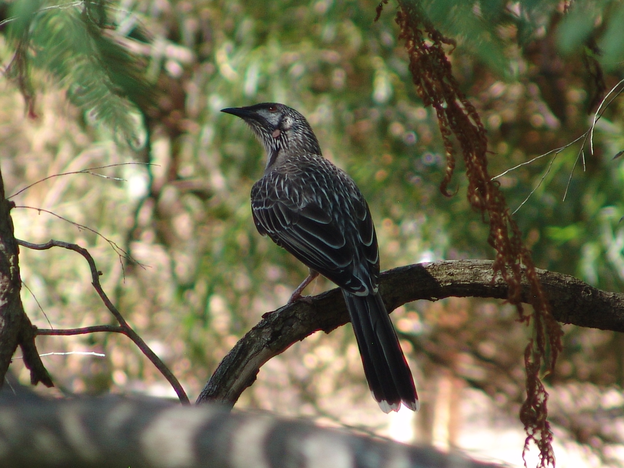 Wild Red Wattlebird (Anthochaera carunculata)